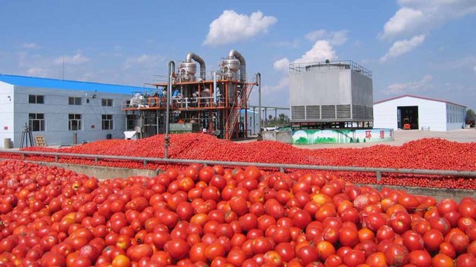 Why Tomatoes Are Scarce, Costly – FG