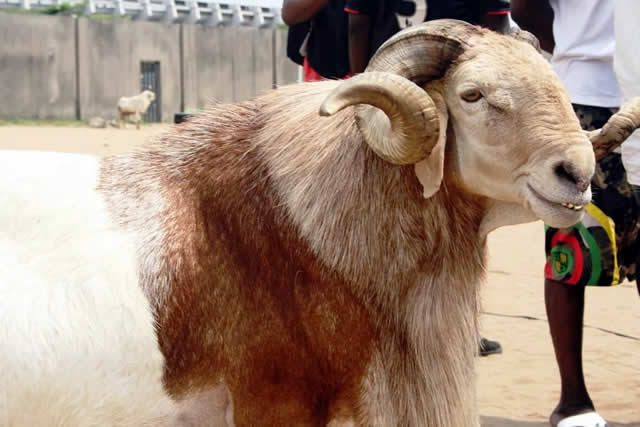 Sallah: Confusion As Thieves Steal Chief Imam’s Ram