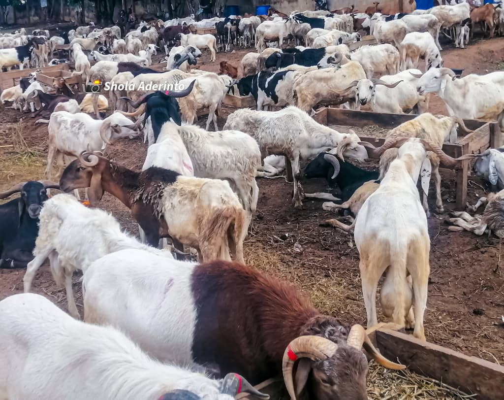 Hike In Price Of Ram, Food Items, May Hinder Blissful Sallah