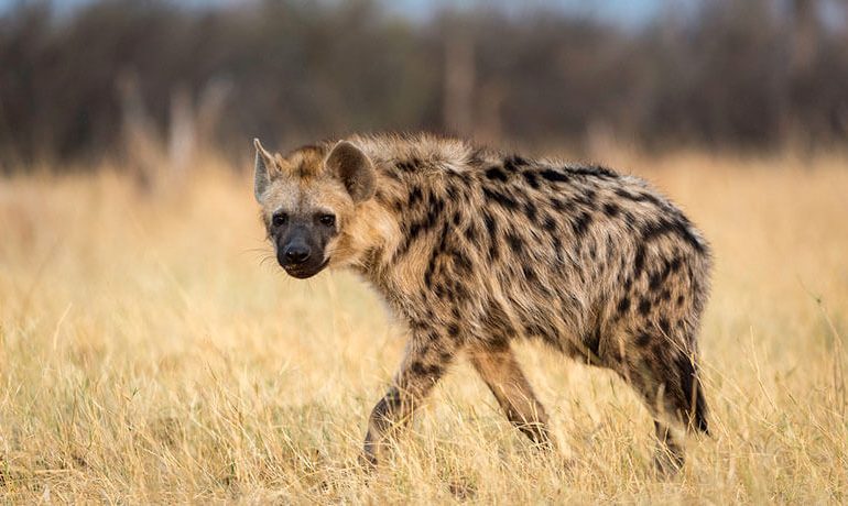 Calm Returns As Officials Capture Missing Hyena From Jos Wildlife Park