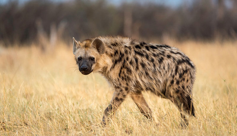 Calm Returns As Officials Capture Missing Hyena From Jos Wildlife Park