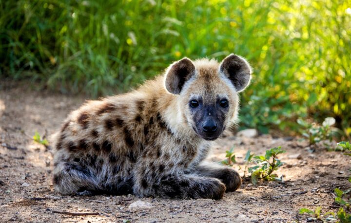 Panic In Jos As Hyena Reportedly Escapes From Wildlife Park