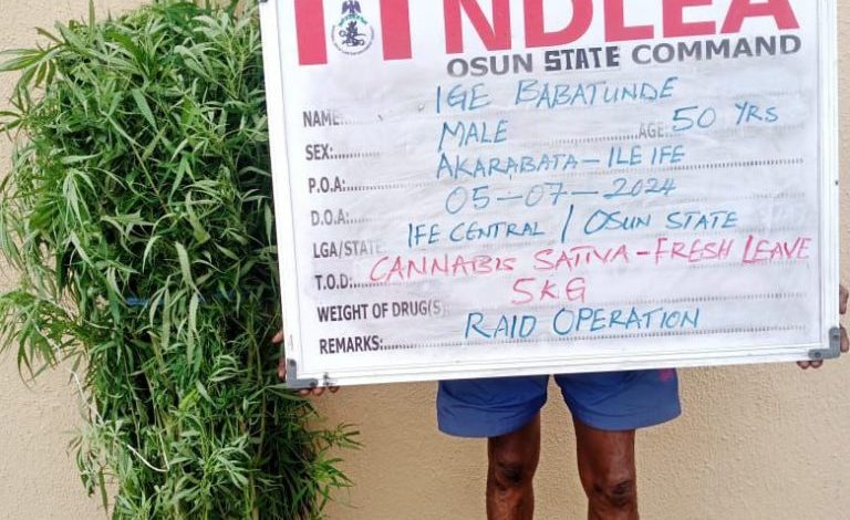 I Mistook Cannabis For Isapa – Osun Traditional Ruler Caught By NDLEA