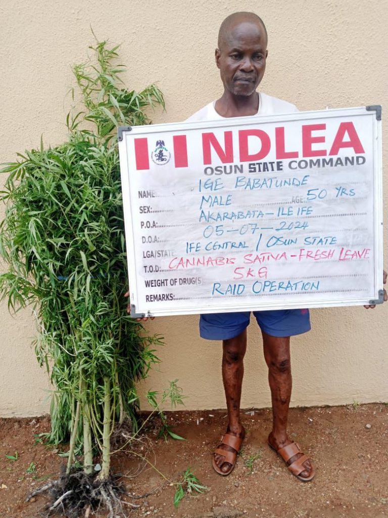 I Mistook Cannabis For Isapa – Osun Traditional Ruler Caught By NDLEA
