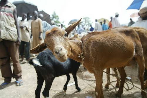 Wife Hacks Husband To Death Over Stolen Goat