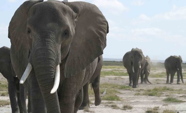 Why I Adopted Elephant As Family – Minister