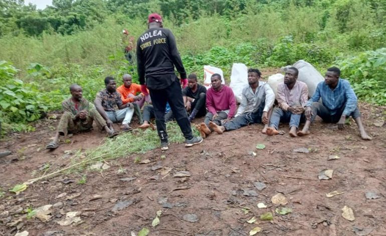 NDLEA Busts Cannabis Farmland, Arrest 17 Suspects In Osun 