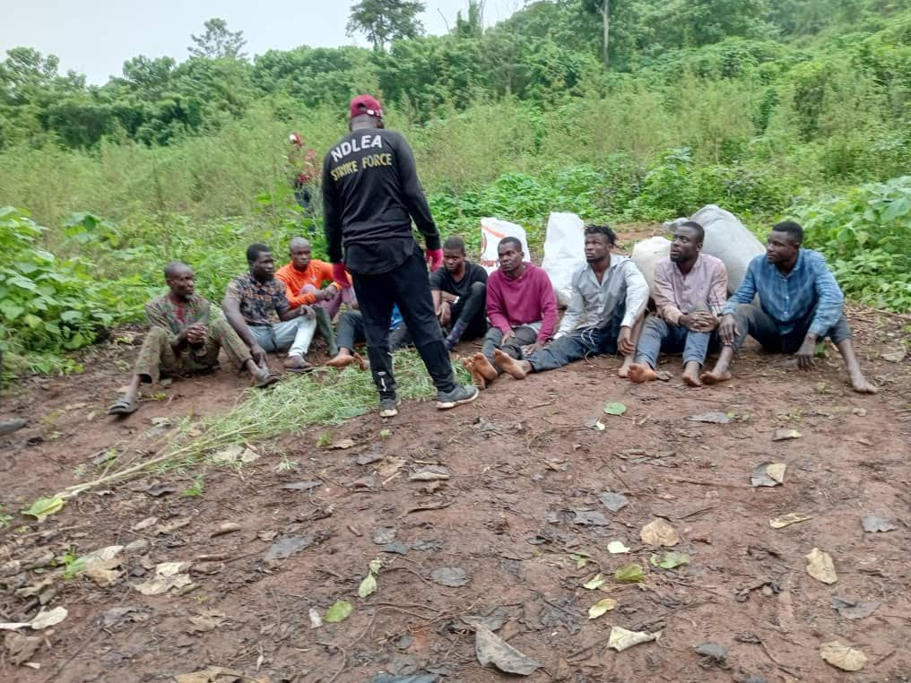 NDLEA Busts Cannabis Farmland, Arrest 17 Suspects In Osun 