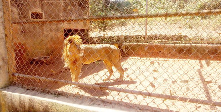 Lion Kills Handler At Obasanjo’s Zoo