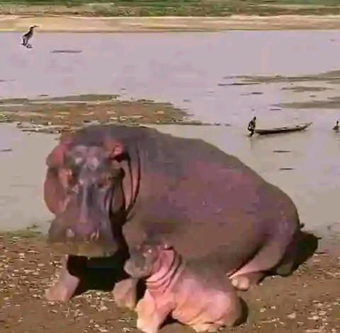 Hippopotamus Kills Emir Guard In Kebbi