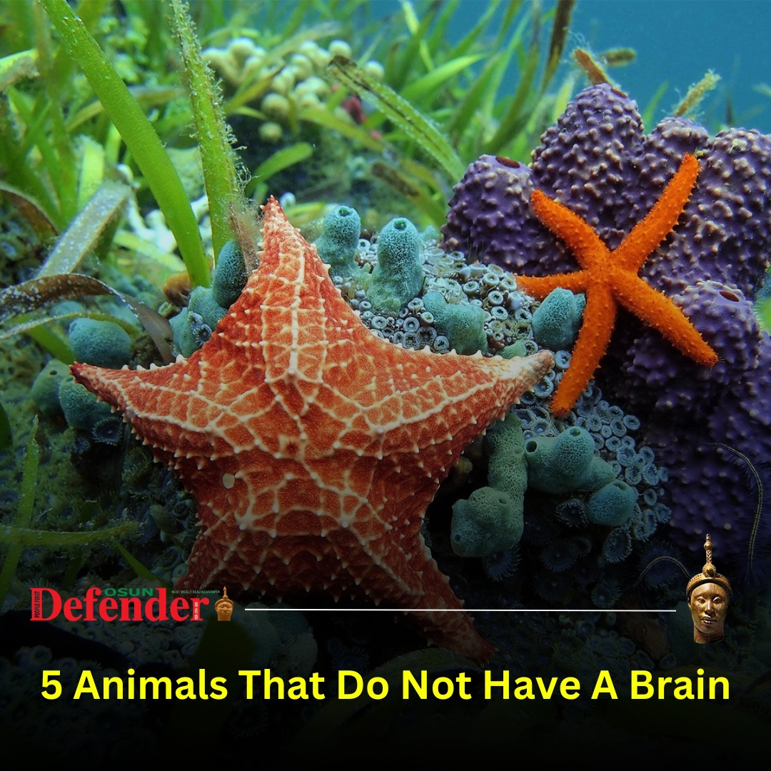 Five Animals With No Brain