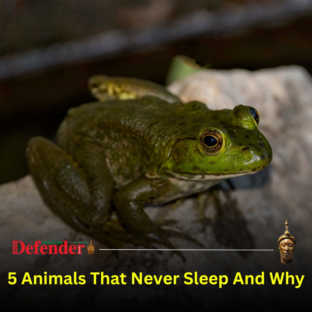 5 Animals That Never Sleep And Why