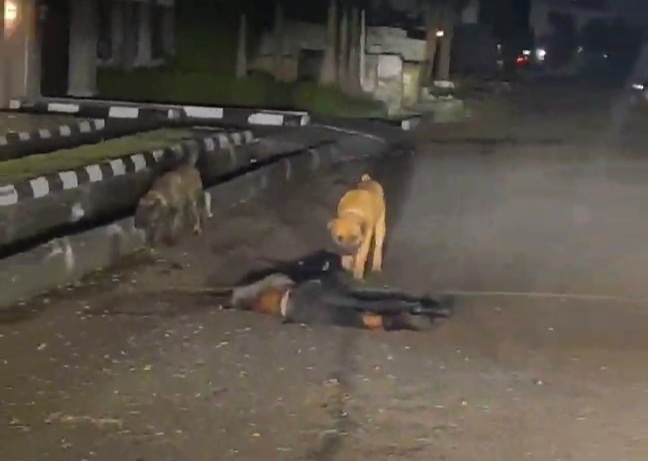 Dogs Maul Security Man To Death (Video)