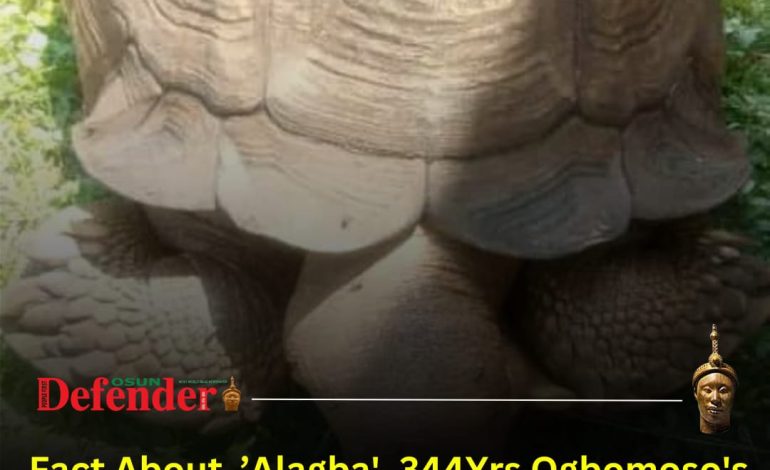 Facts About ’Alagba’, 344-Year-Old Ogbomoso’s Iconic Tortoise