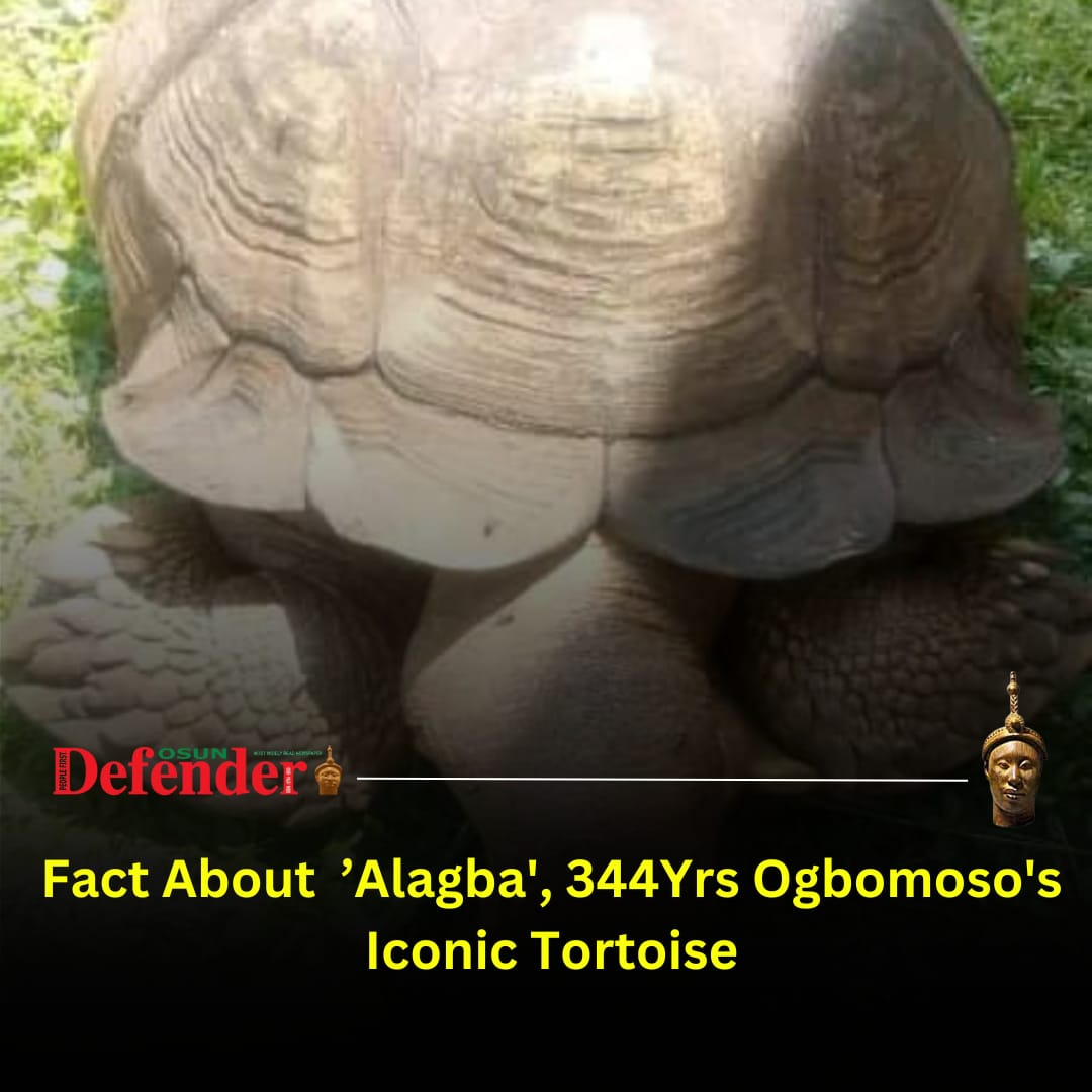 Facts About ’Alagba’, 344-Year-Old Ogbomoso’s Iconic Tortoise