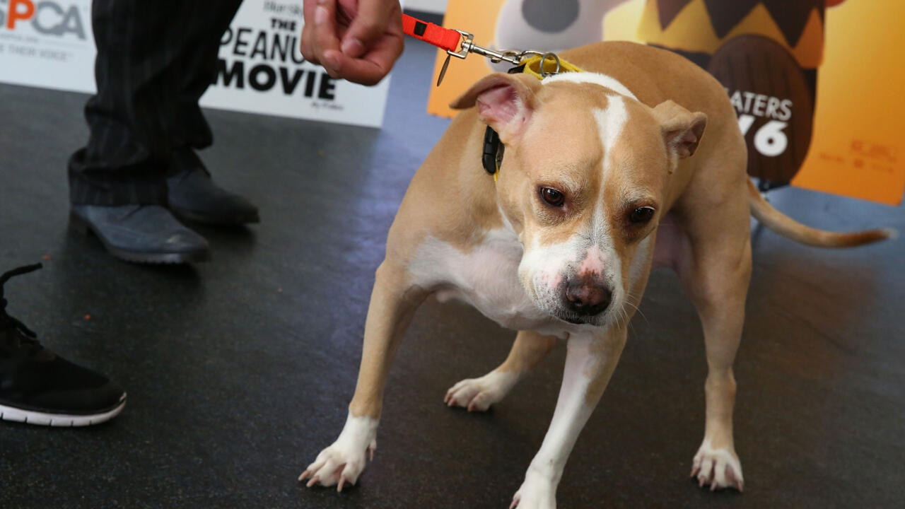 Man Shot By His Own Dog After Pet Accidentally Fires Gun