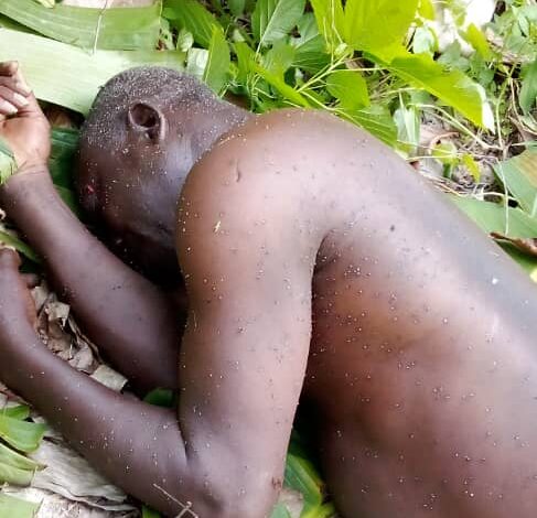 Swarm Of Bees Claims Life Of Farmer, Injures Two Others In Osun