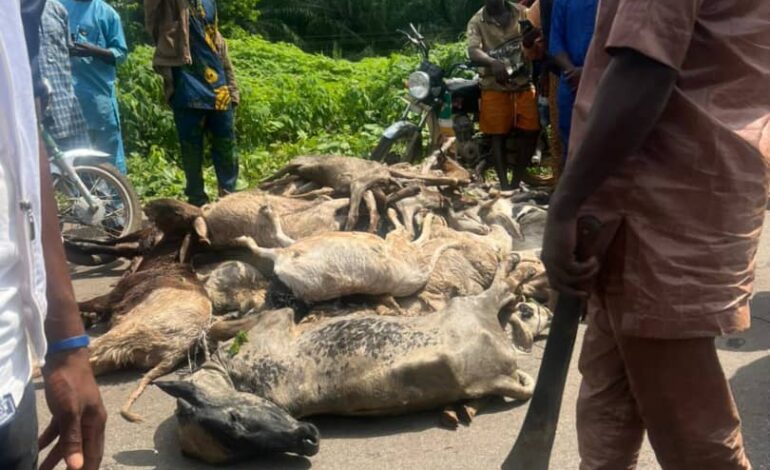 Just In: Two Dead As Trailer Transporting Sallah Cows Somersaults In Osun
