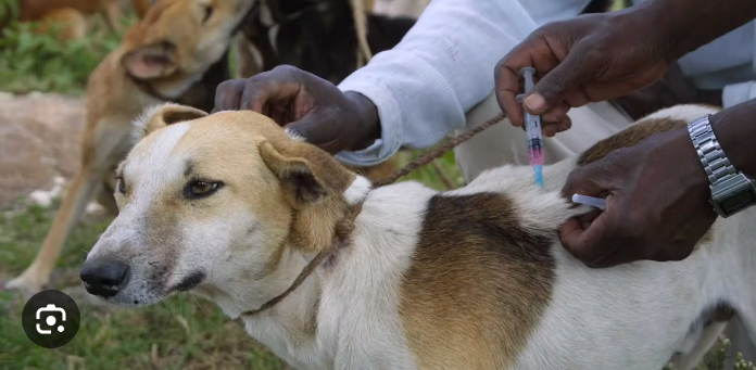 World Rabies Day: Osun Veterinarians Lament Low Awareness On Vaccination Of Animals