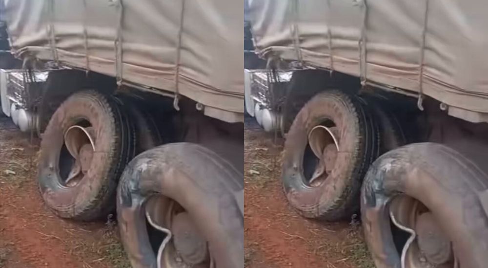 Dangote Truck Crushes Family, Others To Death In Enugu