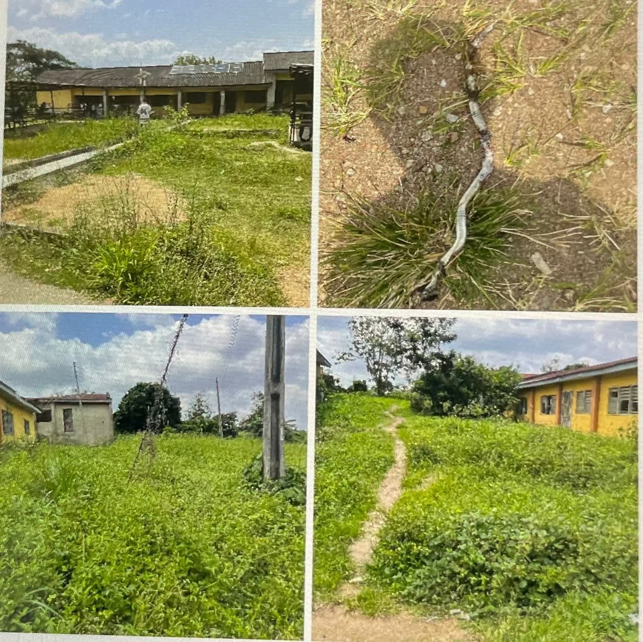 Threat To Safety: Osun Poly Students Call Out Management Over Bushy Environment